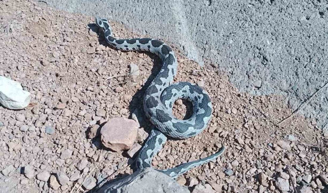 Afyonkarahisar’da avcılar tarafından arazide bulunan yaklaşık 2 metre boyundaki engerek