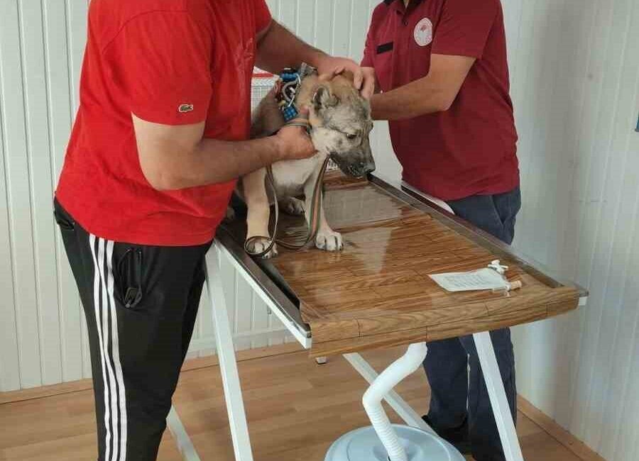 Afyonkarahisar Tarım ve Orman İl Müdürlüğü’nden evcil hayvan sahiplerine mikroçip