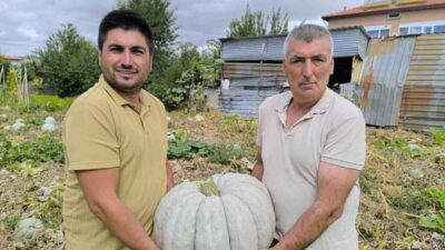 Afyonkarahisar’ın Şuhut ilçesinde balkabağı hasadı başlarken, ürünlerin bu yıl satış