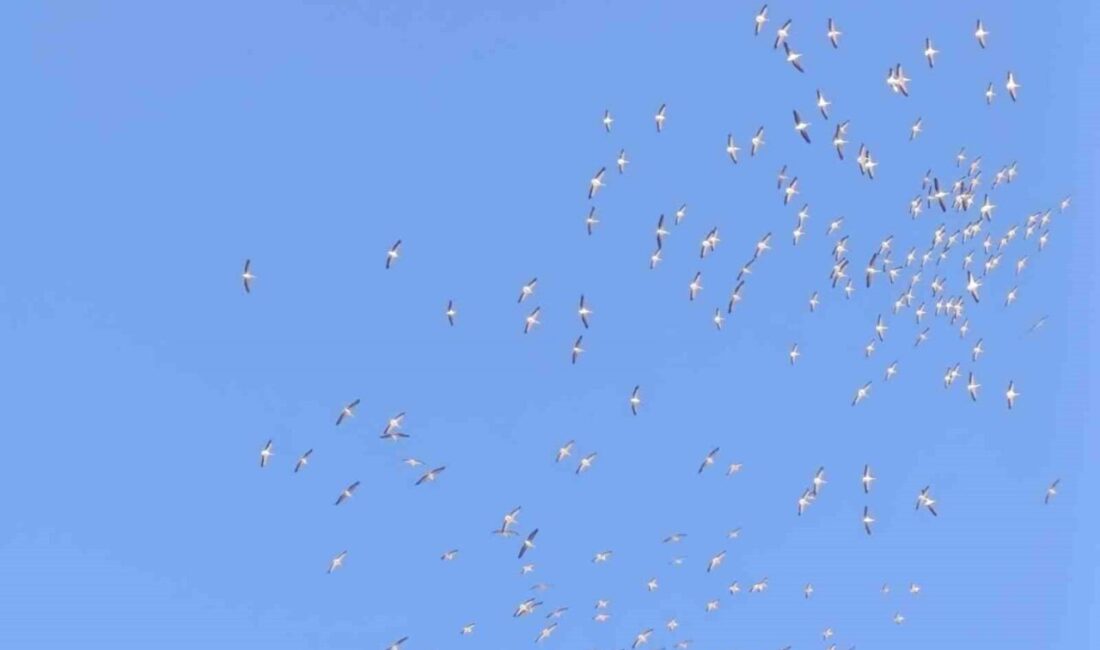 Afyonkarahisar’da kuşların dans eder şekilde süzüldükleri görüntüler görenleri adeta mest