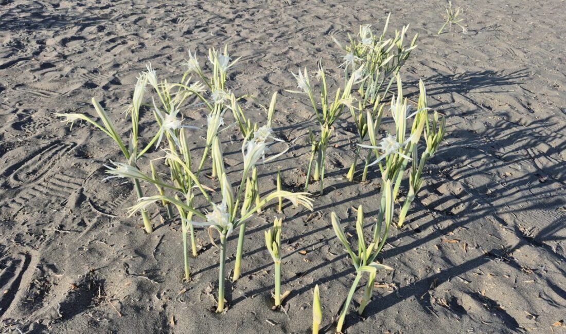 MUĞLA (AA) – Muğla’nın Ortaca ilçesinde, koruma altındaki endemik türlerden