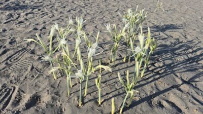 MUĞLA (AA) – Muğla’nın Ortaca ilçesinde, koruma altındaki endemik türlerden