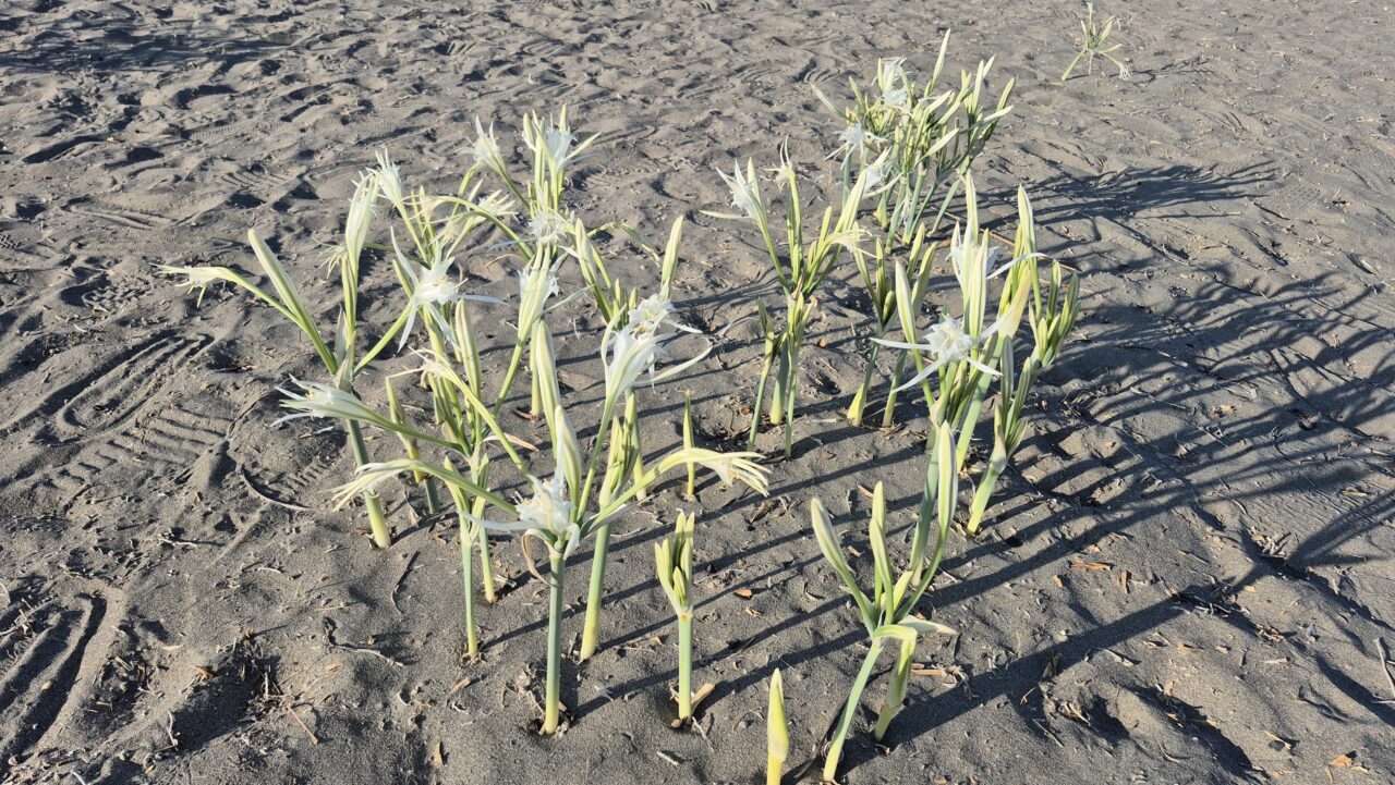 MUĞLA (AA) – Muğla’nın Ortaca ilçesinde, koruma altındaki endemik türlerden