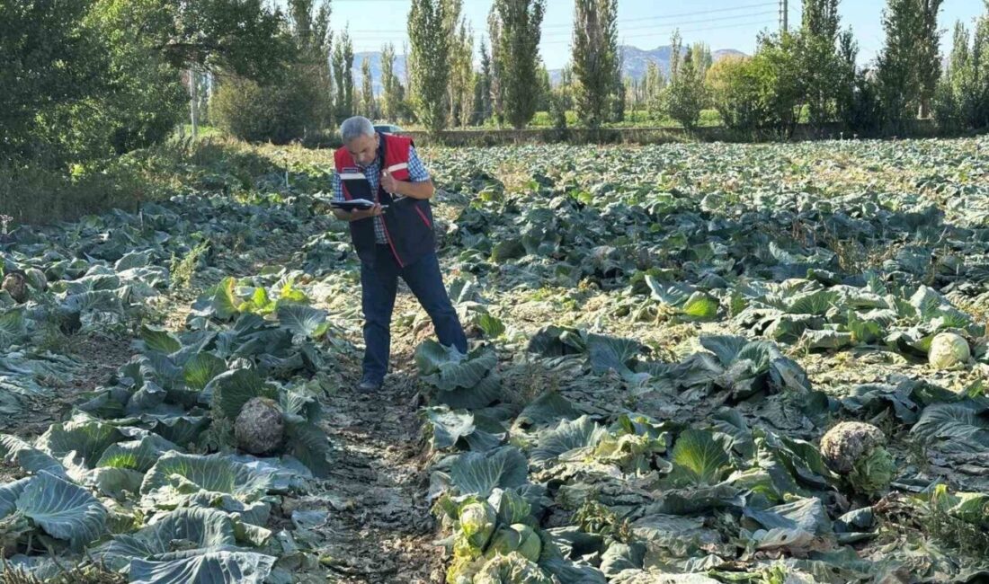 Afyonkarahisar’da ekimi yapılan tarım ürünlerinde hasat verimliliği ve kalite için