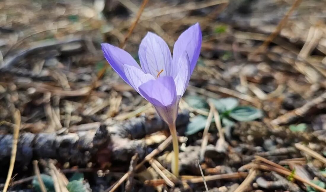 Çankırı'nın Yapraklı ilçesindeki yaylalar, sonbaharın gelmesiyle birlikte 'vargit' çiçekleriyle süslendi.