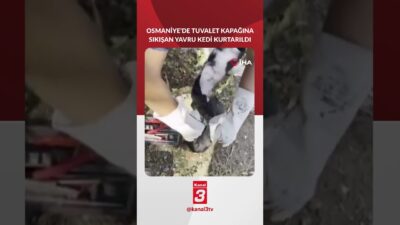 Tuvalet Kapağına Sıkışan Kedi Kurtarıldı! Osmaniye’de tuvalet kapağına sıkışan yavru