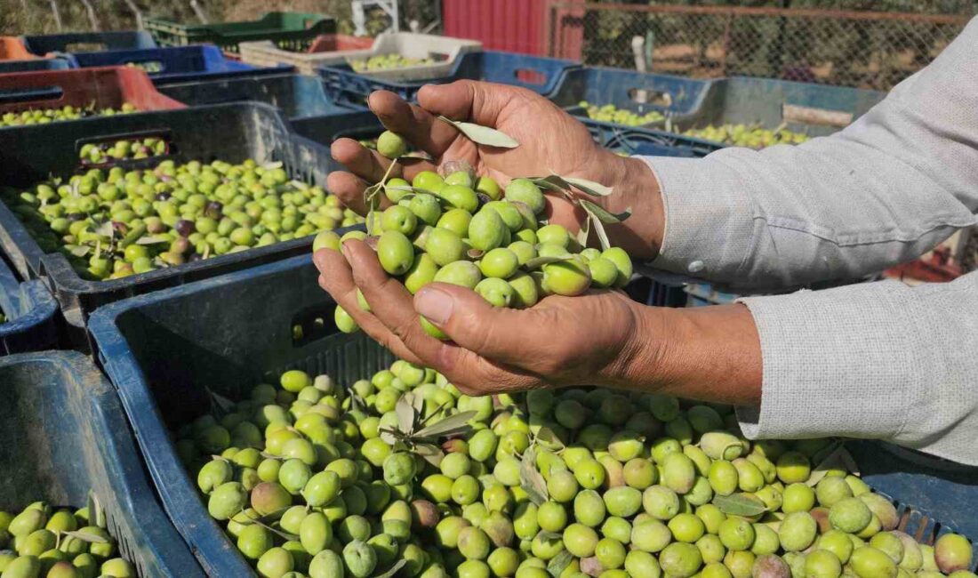 Türkiye’nin önemli tarım merkezlerinden biri olan Hatay’ın Hassa ilçesinde sofralık