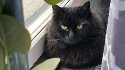 İspanya’nın Katalonya bölgesinde yer alan Terrassa kasabası, Cadılar Bayramı döneminde