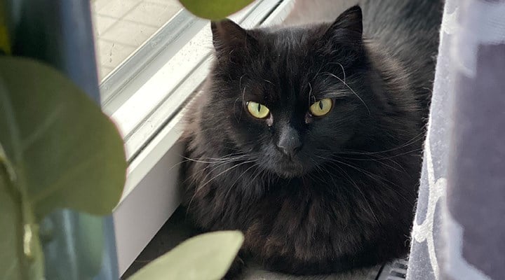 İspanya’nın Katalonya bölgesinde yer alan Terrassa kasabası, Cadılar Bayramı döneminde