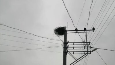 Dünya Göçmen Kuşlar Günü dolayısıyla açıklamalarda bulunan OEDAŞ Direktörü Muzaffer