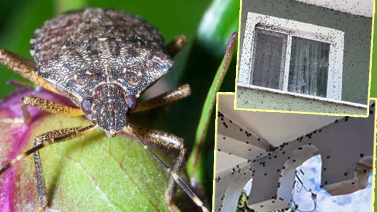 Bakanlık tarafından yürütülen eylem planı kapsamında, 46 il ve 212