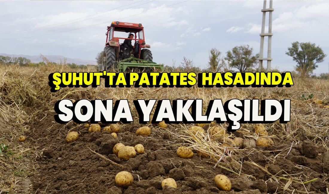 Afyonkarahisar’ın Şuhut ilçesinde kışlık Agria cinsi patatesin hasadı tüm hızıyla