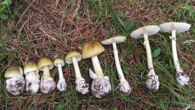 Ana Sayfa › Gündem › Mantar sezonu başladı: Uzmanlar zehirlenmelere