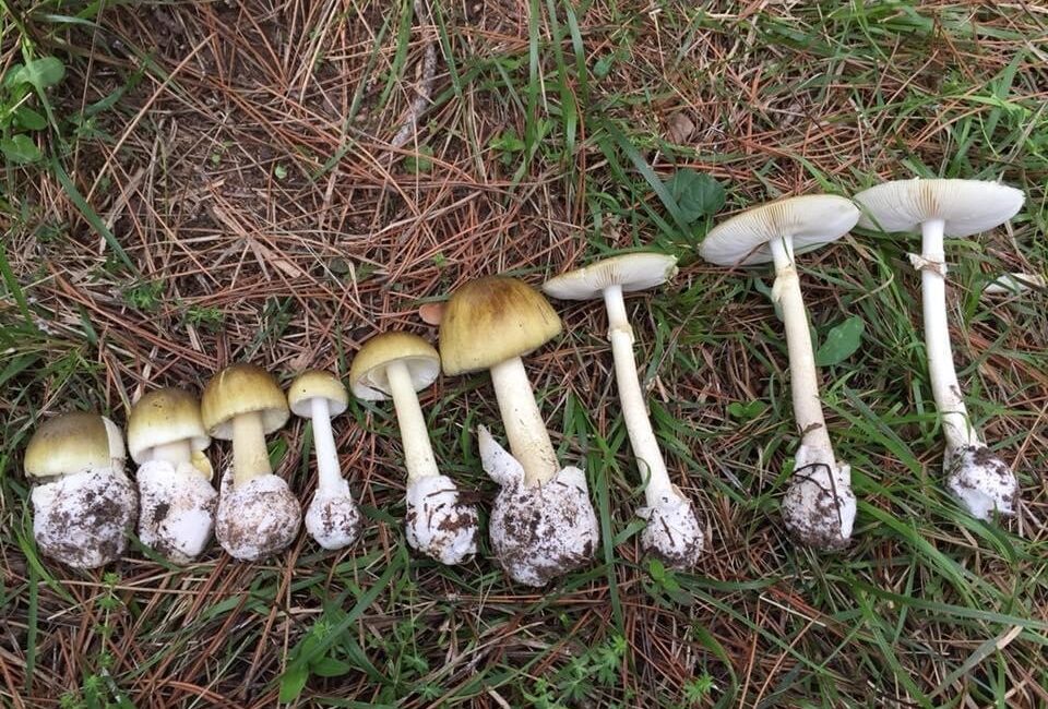 Ana Sayfa › Gündem › Mantar sezonu başladı: Uzmanlar zehirlenmelere