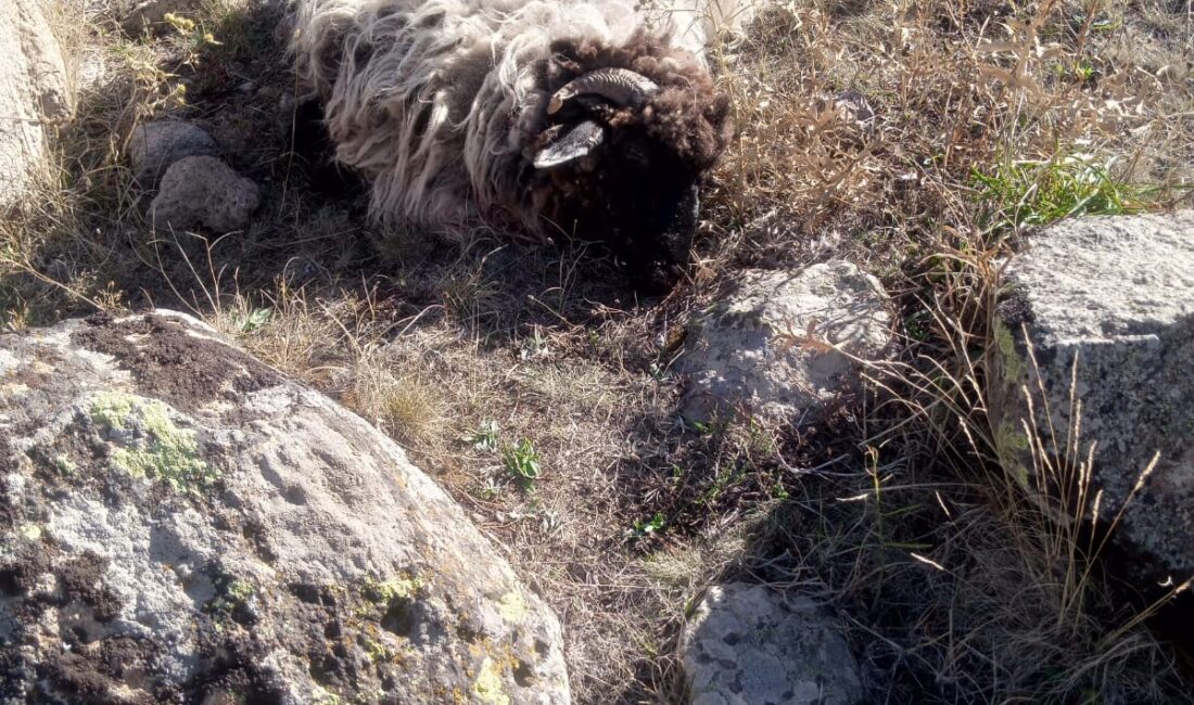 Olayın hafta sonunda gerçekleştiği, sabah hayvanlarını aramaya çıkan Hamurcu’nun ormanda