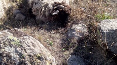 Olayın hafta sonunda gerçekleştiği, sabah hayvanlarını aramaya çıkan Hamurcu’nun ormanda