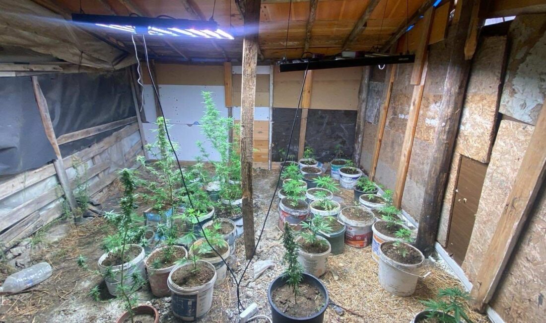 Aydın’ın Kuşadası ilçesinde, uyuşturucu yetiştirmek amacıyla sistem kuran 2 şüpheli