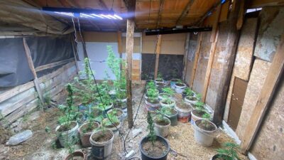 Aydın’ın Kuşadası ilçesinde, uyuşturucu yetiştirmek amacıyla sistem kuran 2 şüpheli