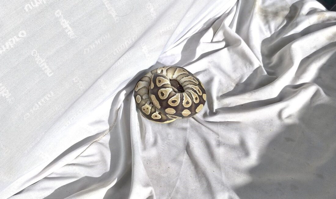 Konya’da rutin asayiş kontrolü sırasında polis ekipleri, bir şahsın cebinden