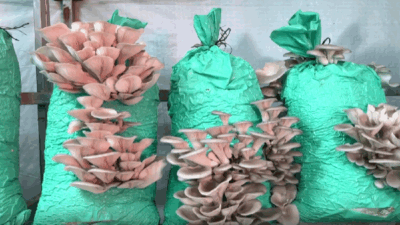 Afyonkarahisar’ın Omuzca köyünde yaşayan 41 yaşındaki ev hanımı Hüsna Sümer,