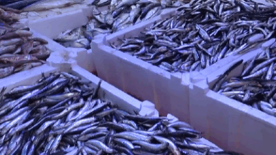 Samsun’da havaların ısınmasıyla birlikte balıkçılar yeniden denize açıldı. Özellikle hamsinin