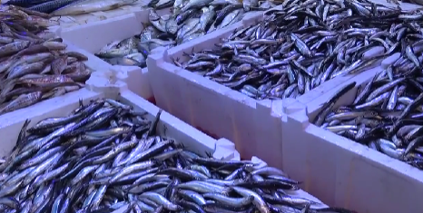 Samsun’da havaların ısınmasıyla birlikte balıkçılar yeniden denize açıldı. Özellikle hamsinin