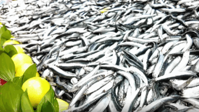 Bolu’da haftalık halk pazarında bu hafta hamsi rüzgarı esti. İhsaniye