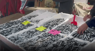 Zonguldak Merkez balık halinde yerli hamsinin kilosu 70 liraya indi.