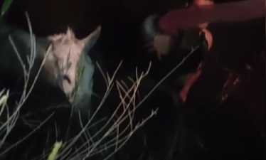 Hatay’ın Kırıkhan ilçesinde, bir vatandaşın eşeği dere yatağında balçığa saplandı.