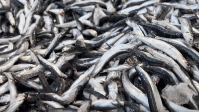 Karadeniz’in vazgeçilmezi hamsi, Ordu’nun Fatsa ilçesinde uygun fiyatıyla yüzleri güldürüyor.