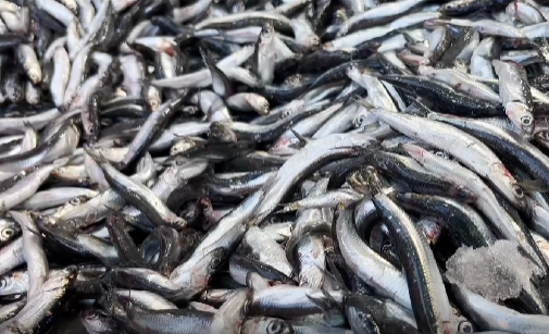 Karadeniz’in vazgeçilmezi hamsi, Ordu’nun Fatsa ilçesinde uygun fiyatıyla yüzleri güldürüyor.