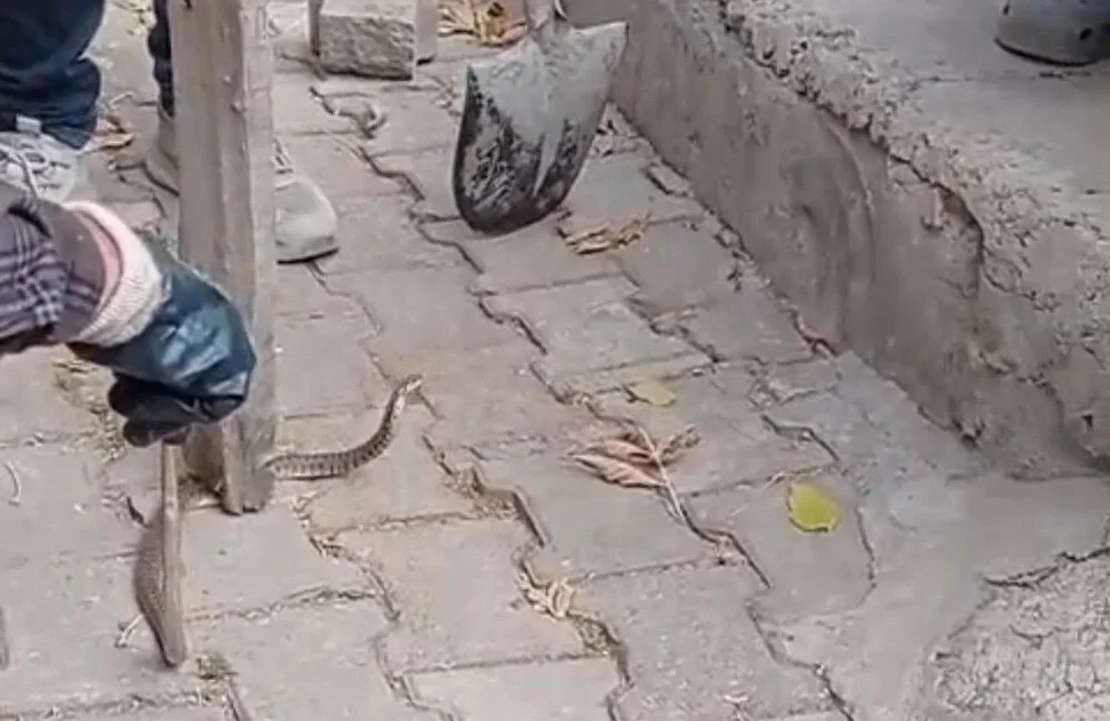 Cumhuriyet Mahallesi’nde yaşayan Abdülhamit Doğan’ın evinin önündeki duvar dibinde görülen