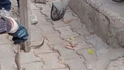 Cumhuriyet Mahallesi’nde yaşayan Abdülhamit Doğan’ın evinin önündeki duvar dibinde görülen