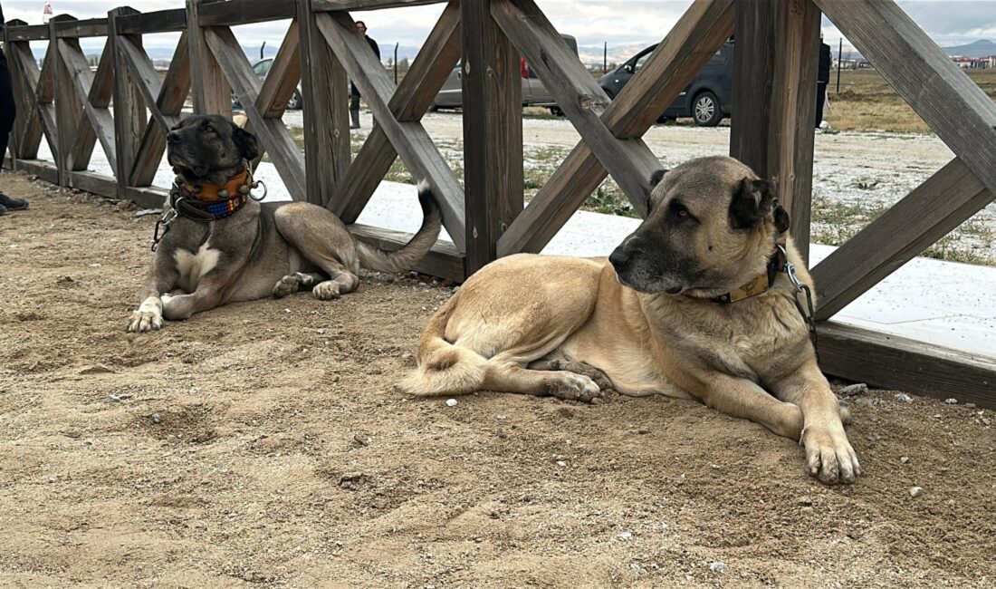 Afyonkarahisar Belediyesi tarafından düzenlenen Köpek Güzellik Yarışması, Tomris Hatun Rahvan
