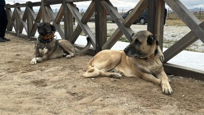 Afyonkarahisar Belediyesi tarafından düzenlenen Köpek Güzellik Yarışması, Tomris Hatun Rahvan
