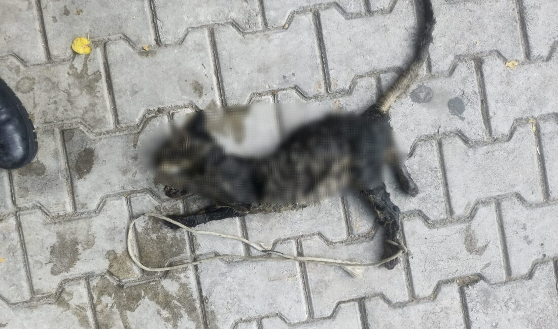 Bursa’nın Gemlik ilçesi Kumsal Sokak’ta bulunan 1 No’lu sahil sonunda,