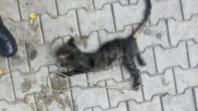 Bursa’nın Gemlik ilçesi Kumsal Sokak’ta bulunan 1 No’lu sahil sonunda,