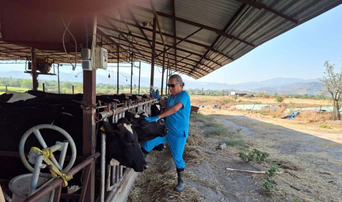 Aydın’ın Yenipazar ilçesinde Dalama Mahallesi’nde ortaya çıkan şap hastalığı nedeniyle