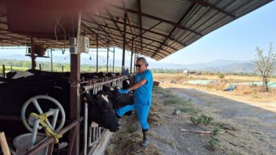 Aydın’ın Yenipazar ilçesinde Dalama Mahallesi’nde ortaya çıkan şap hastalığı nedeniyle