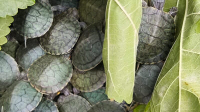 İl Jandarma Komutanlığı ekiplerince Anadolu Otoyolu’nda yapılan denetimde, otobüsün bagaj