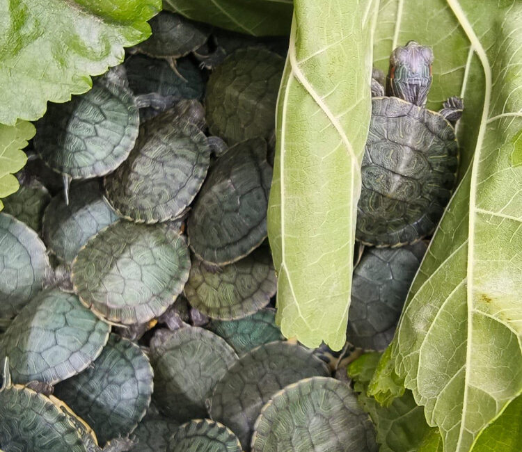İl Jandarma Komutanlığı ekiplerince Anadolu Otoyolu’nda yapılan denetimde, otobüsün bagaj
