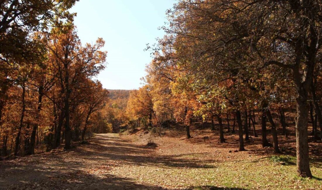 Afyonkarahisar’da sonbahar mevsiminin oluşturduğu renk cümbüşü görenleri kendisine hayran bıraktı.