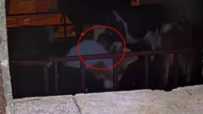 Adıyaman merkez Bahçecik Mahallesi’nde meydana gelen olayda iki kişi, Mehmet