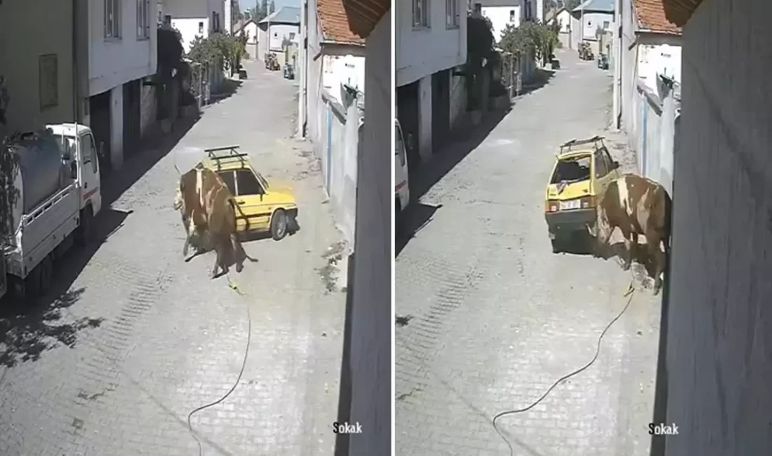 Nevşehir’in Avanos ilçesine bağlı Özkonak beldesinde, ahırda bağlı bulunan bir