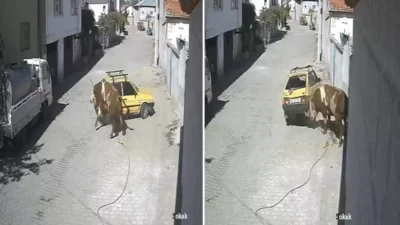 Nevşehir’in Avanos ilçesine bağlı Özkonak beldesinde, ahırda bağlı bulunan bir