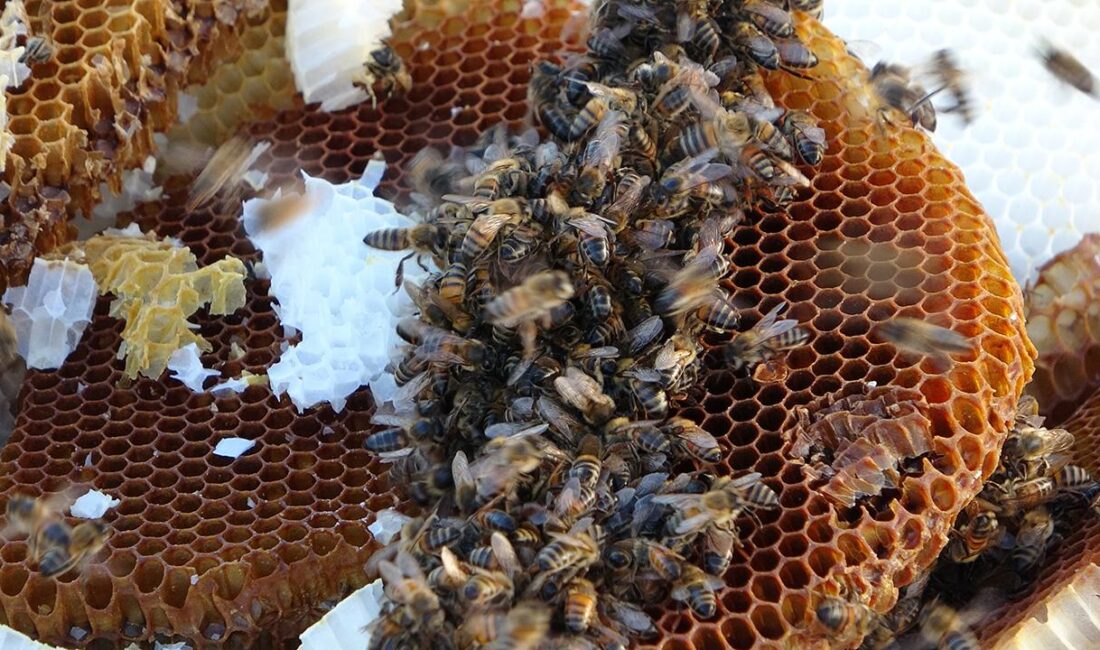 Doğu Karadeniz İhracatçılar Birliği (DKİB) verilerinden derlenen bilgiye göre, bal