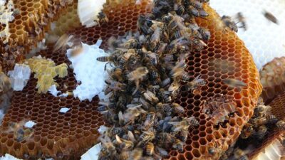 Doğu Karadeniz İhracatçılar Birliği (DKİB) verilerinden derlenen bilgiye göre, bal