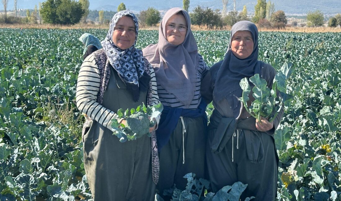 KAYMAKAM ASLAN: ALTERNATİF ÜRÜNLERLE ÜRETİM ÇEŞİTLİLİĞİ ARTIYOR Hasat etkinliğinde konuşan