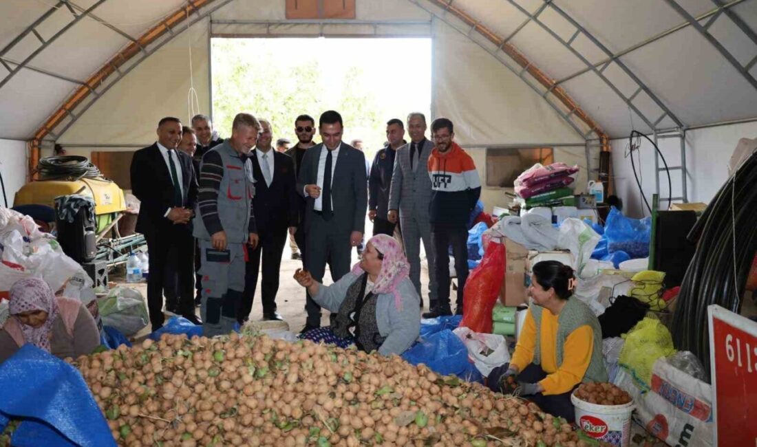 Kaymakam Hasan Uğuz ve protokol üyeleri Yapağlı köyünde düzenlenen ceviz