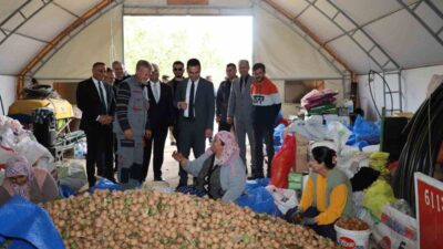 Kaymakam Hasan Uğuz ve protokol üyeleri Yapağlı köyünde düzenlenen ceviz